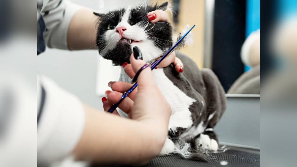 How Much Does It Cost to Groom Cat: Ultimate Price Guide 2025