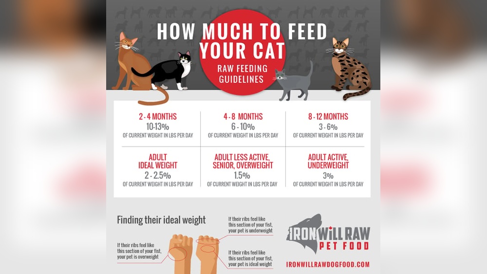 How Much Food Should an Adult Cat Get a Day: Expert Feeding Guide