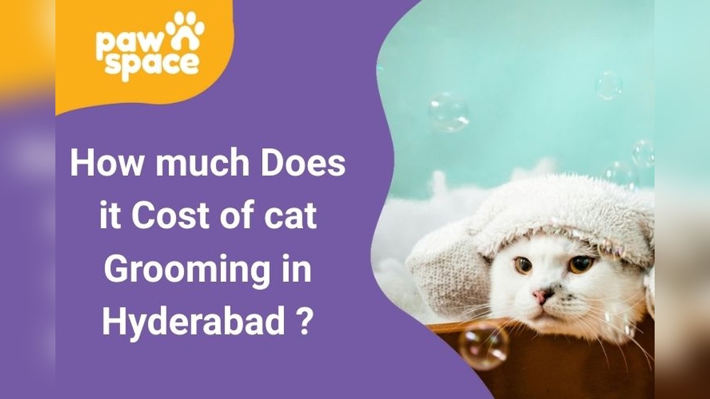 How Much is It to Groom a Cat: Ultimate Cost Guide Revealed