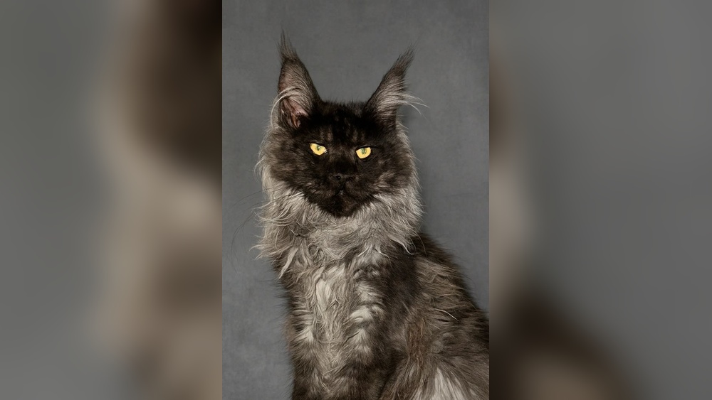 How to Become a Maine Coon Cat Breeder: Ultimate Guide to Success