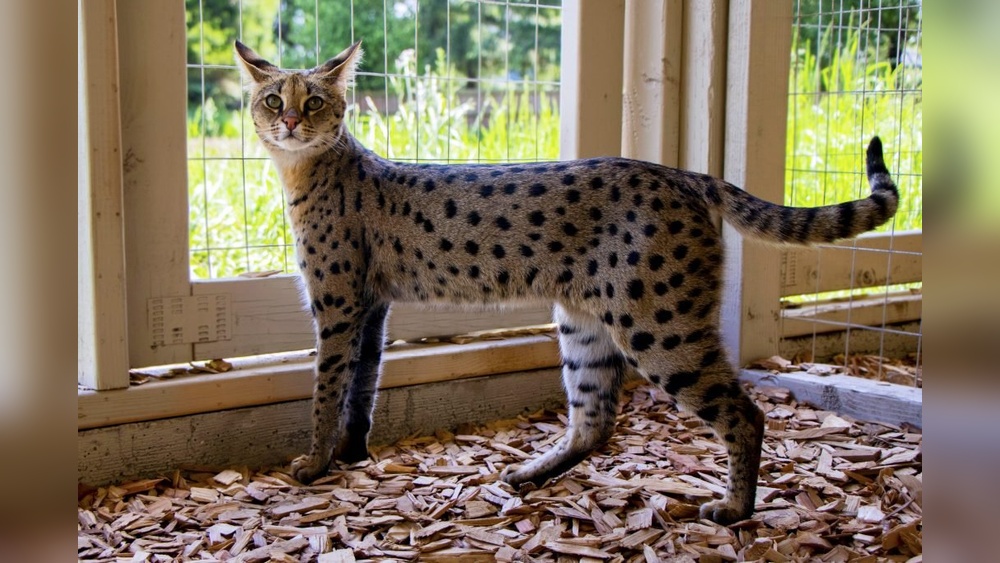 How to Become a Savannah Cat Breeder: Ultimate Guide to Success