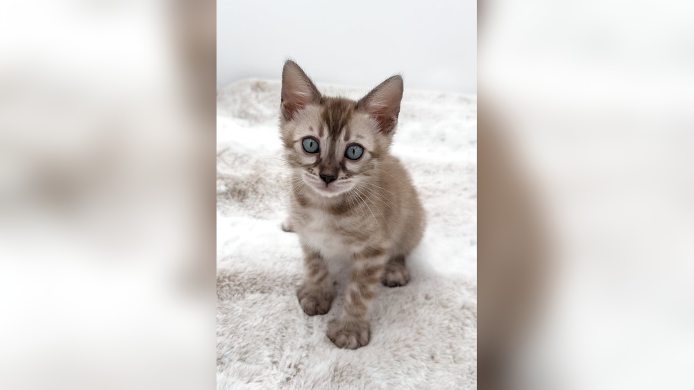 How to Buy a Cat from a Breeder: Expert Tips for Success