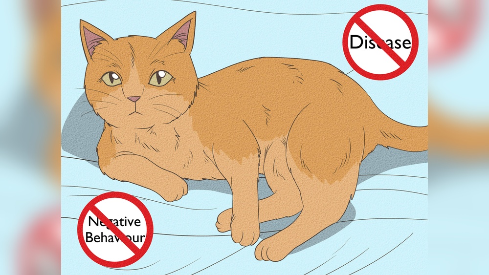 How to Care for Your Kitten After Neutering: Essential Tips