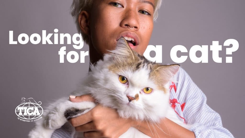 How to Find Reputable Cat Breeder