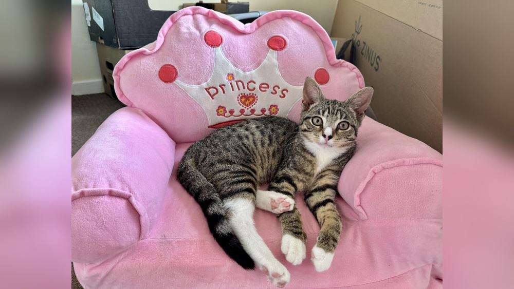 How to Get a Cat Interested in Toys: Proven Tips That Work