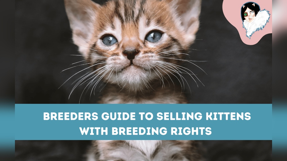 How to Get Breeding Rights for Cats: Ultimate Guide to Success