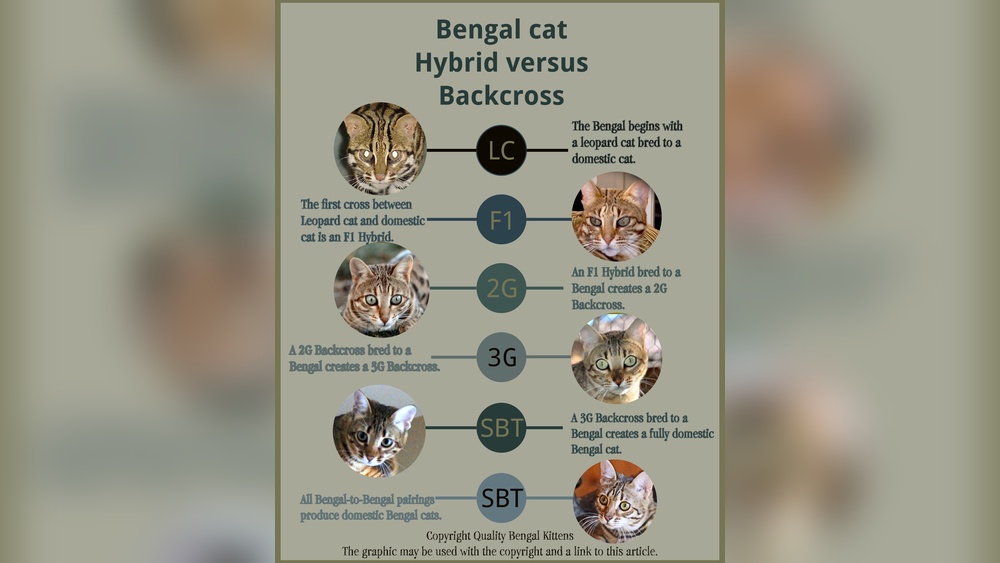 How to Get into Breeding Bengal Cats