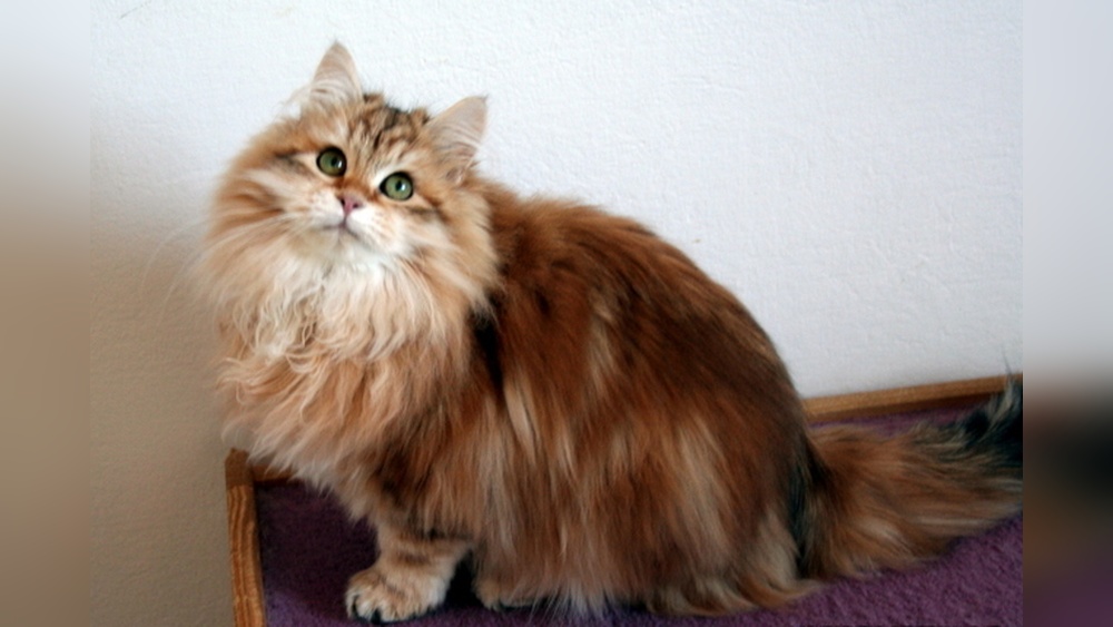 How to Get into Siberian Cat Breeding
