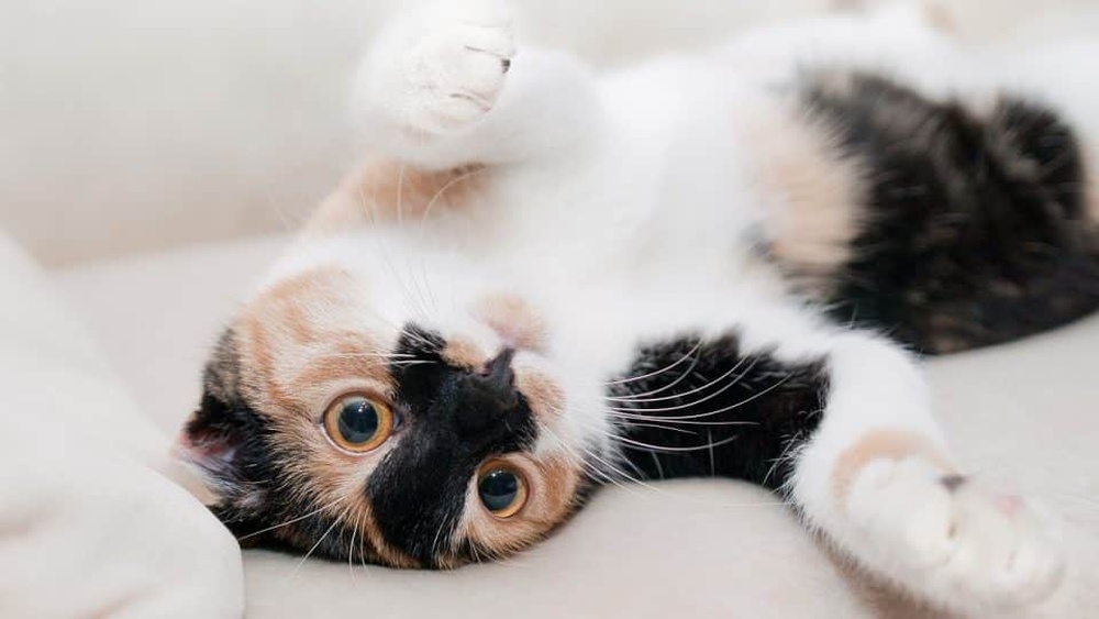How to Get Toys in Cats are Cute App: Ultimate Guide to Winning