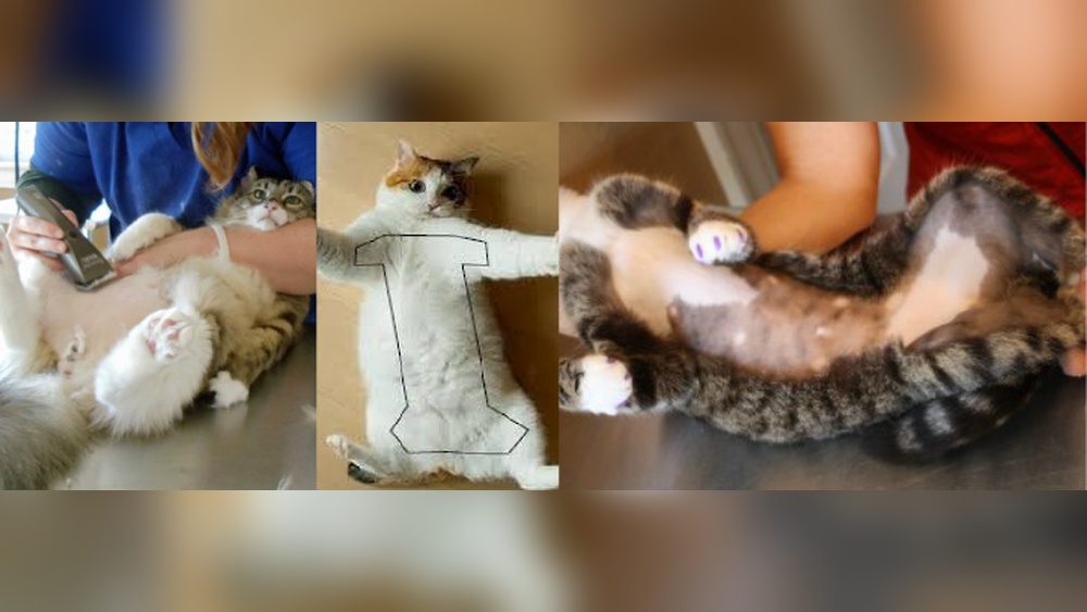 How to Groom a Cat&rsquo;S Belly: Expert Tips for a Happy Cat
