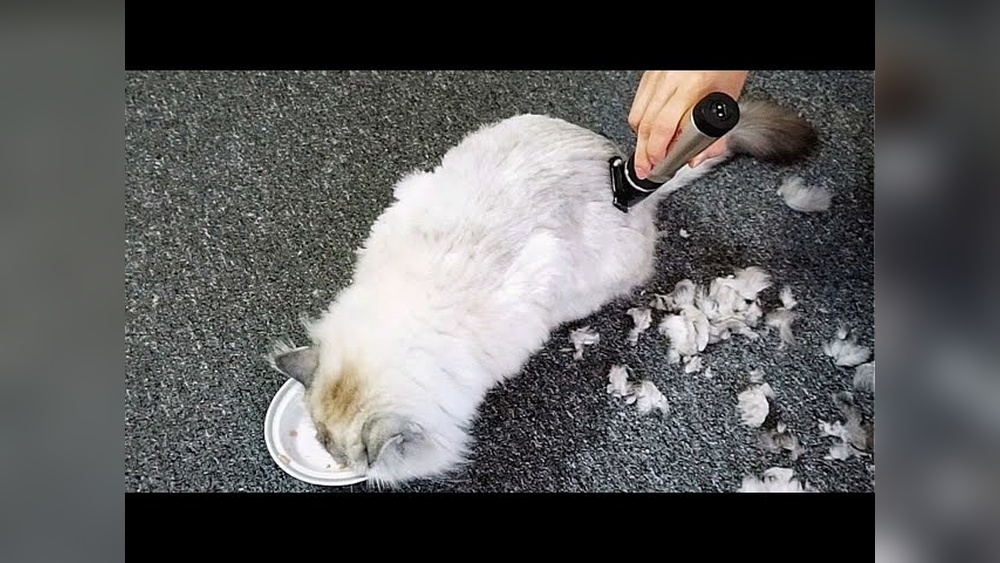 How to Groom a Long-Haired Cat at Home: Easy Tips for Perfect Fur