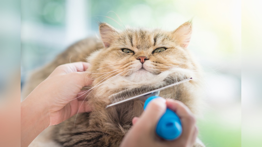 How to Groom a Longhaired Cat: Essential Tips for a Flawless Coat