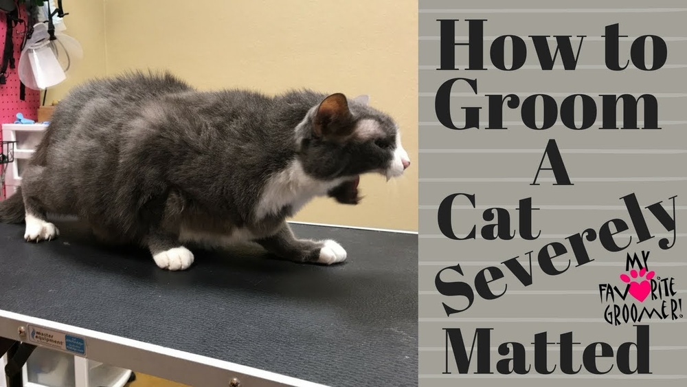 How to Groom a Matted Long Haired Cat: Expert Tips & Tricks