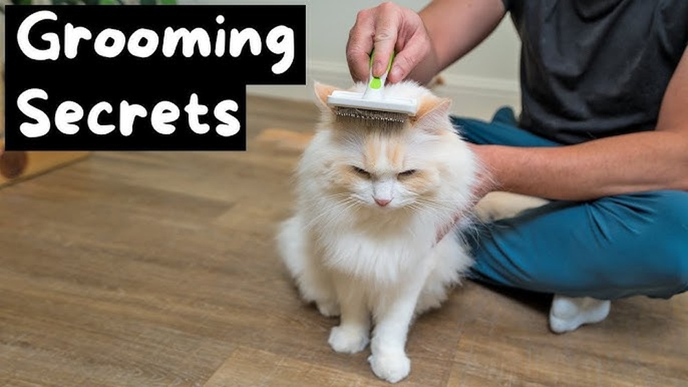 How to Groom a Ragdoll Cats Long Coat: Expert Tips & Tricks