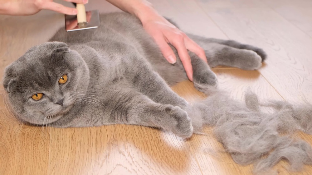 How to Groom a Short Hair Cat: Easy Tips for a Healthy Coat
