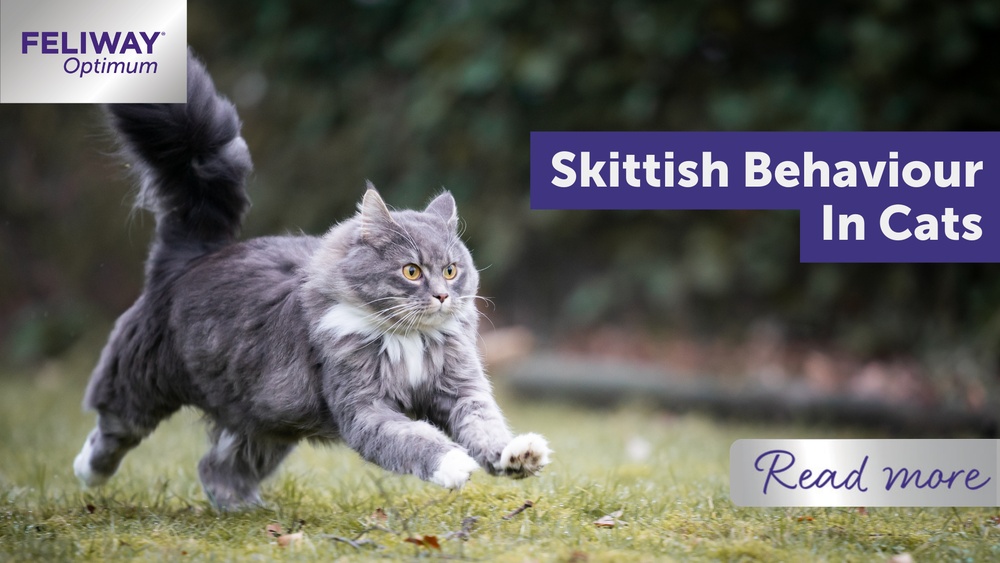 How to Groom a Skittish Cat: Expert Tips for Calm Care