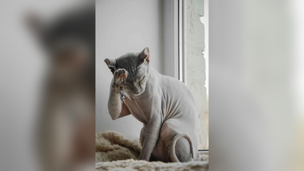 How to Groom a Sphynx Cat: Expert Tips for Perfect Care