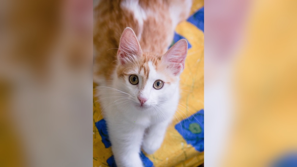 How to Groom a Turkish Van Cat: Expert Tips for a Stunning Coat