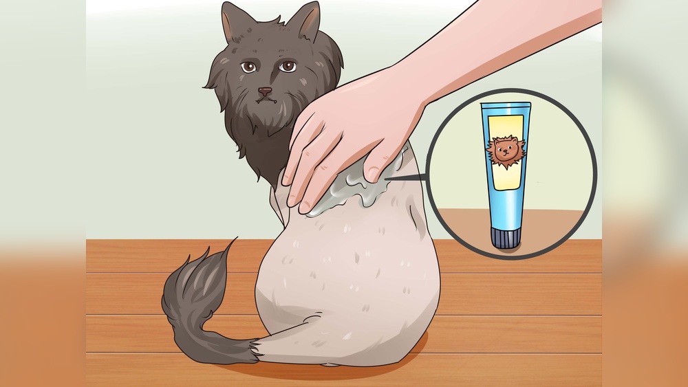 How to Groom Buzz Your Cat: Expert Tips for a Perfect Trim
