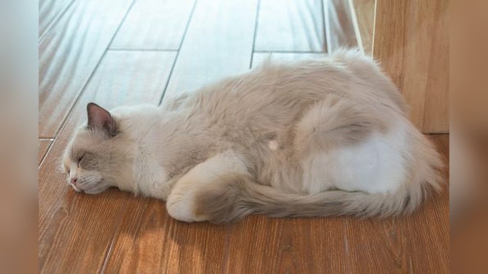 How to Groom Cat With Heart Problems: Safe & Gentle Tips