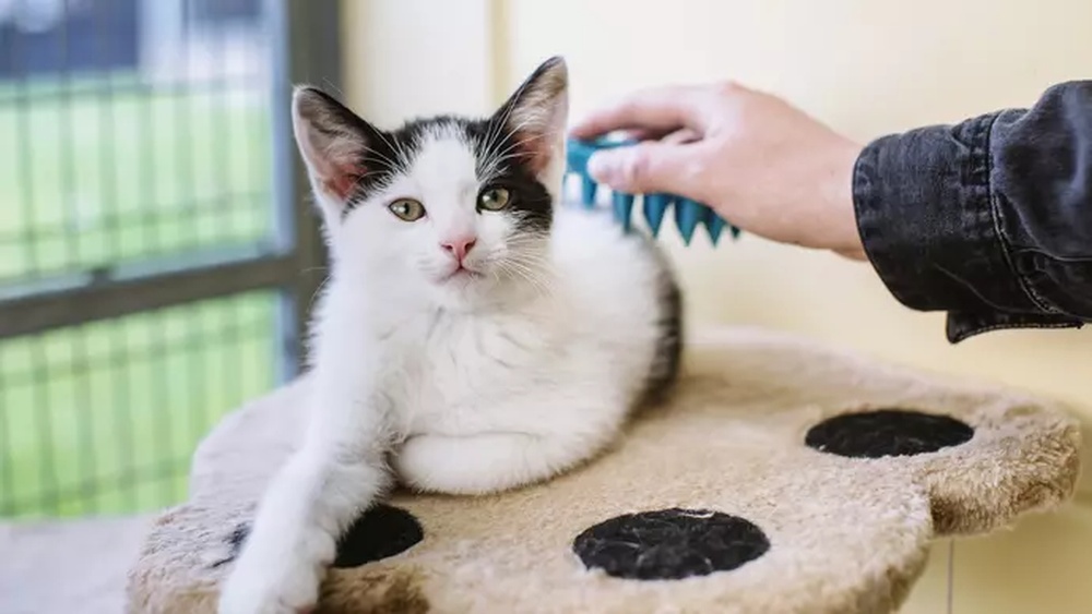 How to Groom Cats: Essential Tips for a Happy, Healthy Pet