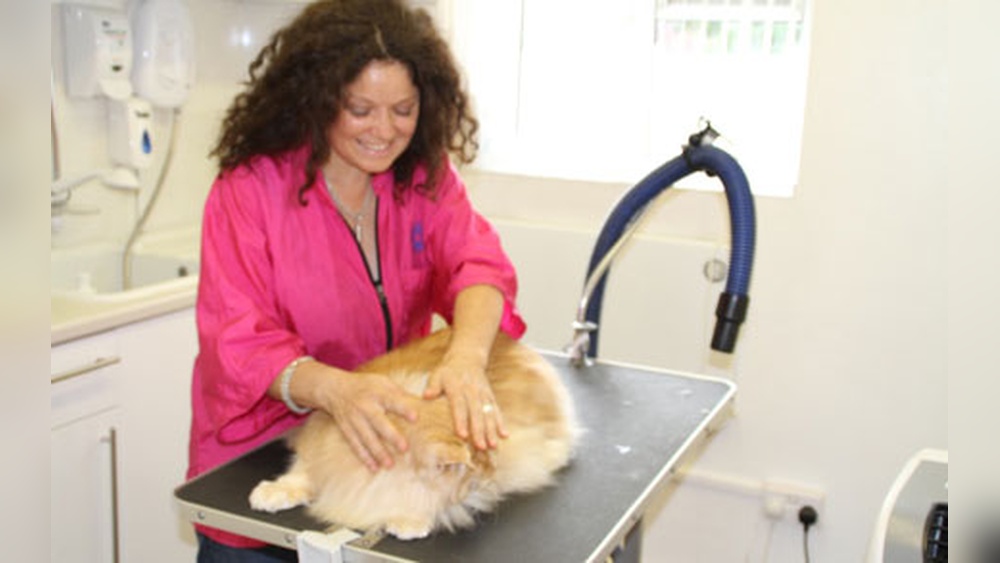How to Groom Difficult Cat: Expert Tips for Stress-Free Care