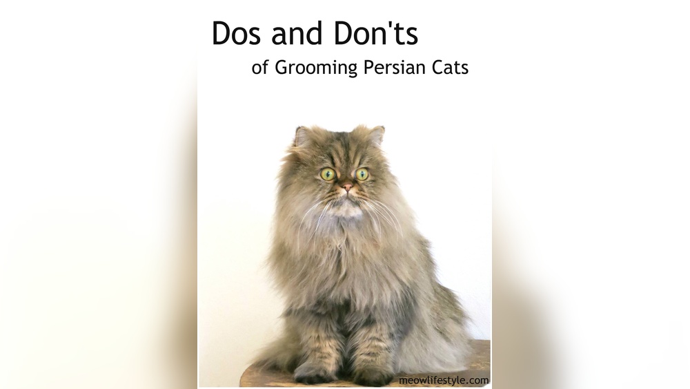 How to Groom Domestic Longhair Cat: Expert Tips for Perfect Fur
