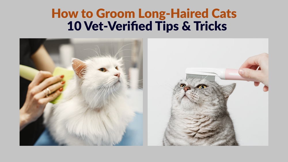 How to Groom Long Hair Cat: Essential Tips for a Healthy Coat