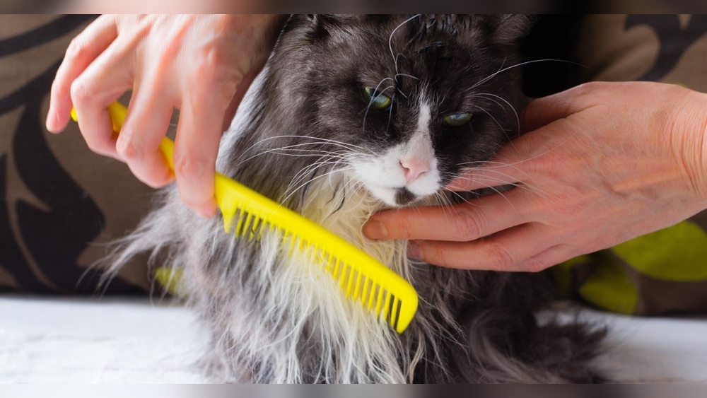 How to Groom Long Haired Cats Video: Expert Tips for Perfect Fur