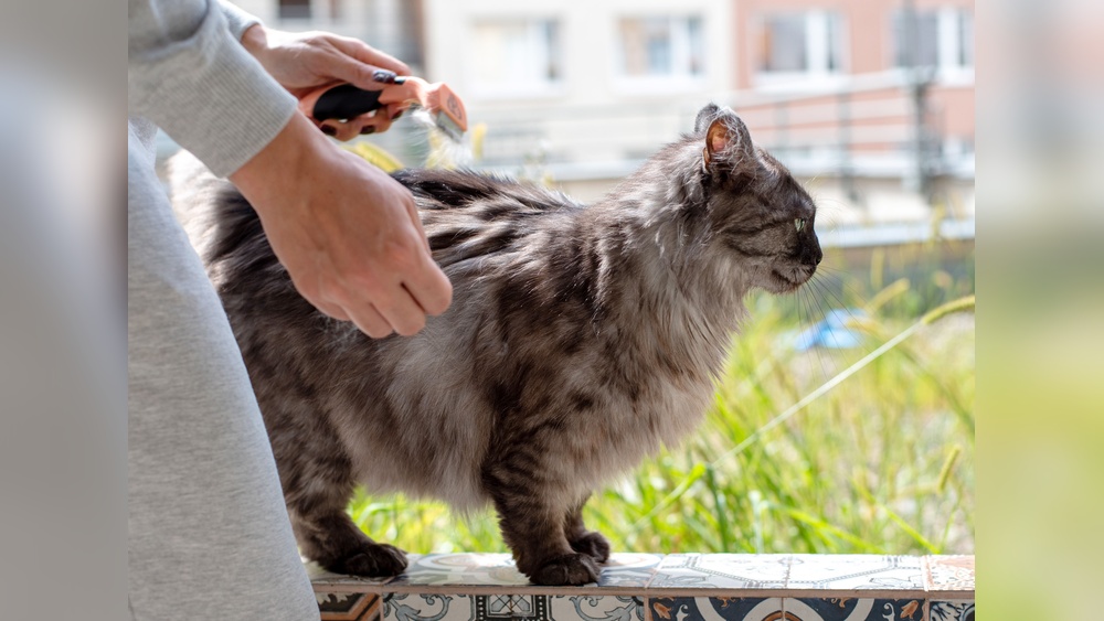 How to Groom Matted Cat Hair: Expert Tips for Safe Removal