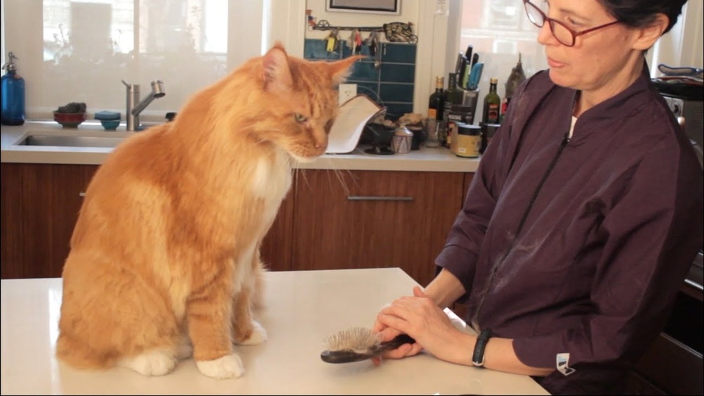 How to Groom My Maine Coon Cat: Expert Tips for Perfect Care