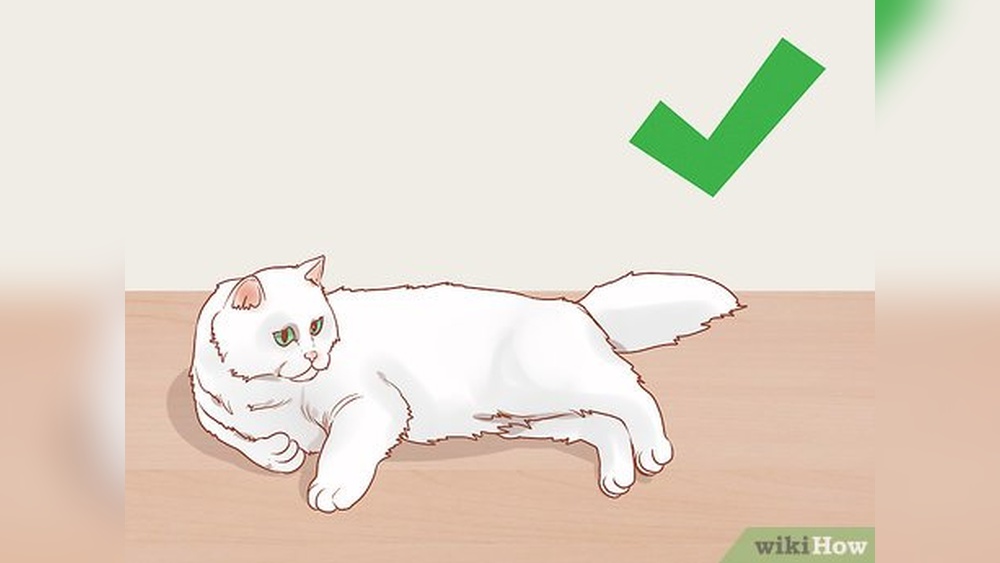 How to Groom My Persian Cat: Expert Tips for a Flawless Coat