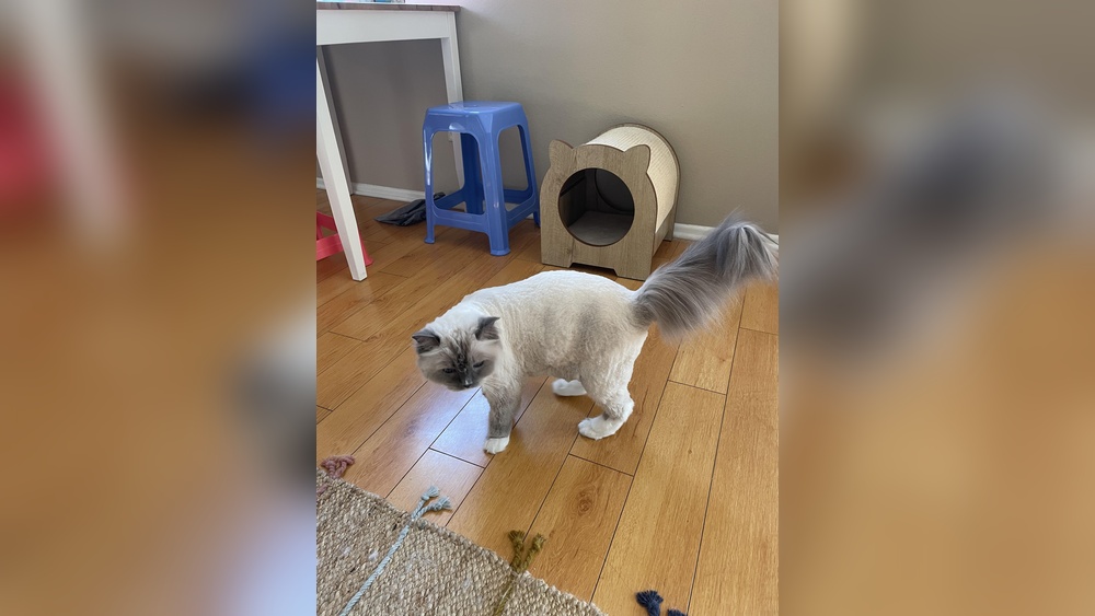 How to Groom My Ragdoll Cat: Essential Tips for a Flawless Coat