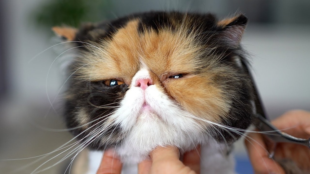 How to Groom Persian Cat Video: Expert Tips for Perfect Fur Care