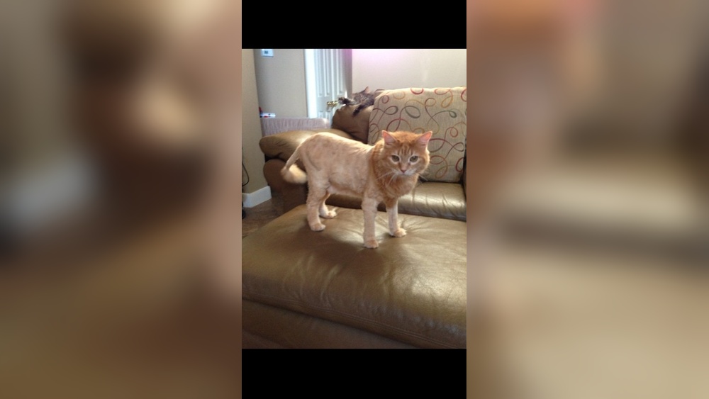 How to Groom Your Cat Like a Lion: Expert Tips for Stunning Fur