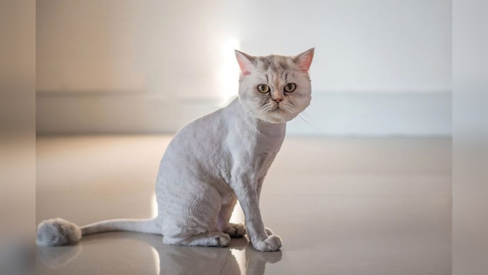 How to Groom Your Cat Lion Cut: Expert Tips for Perfect Care