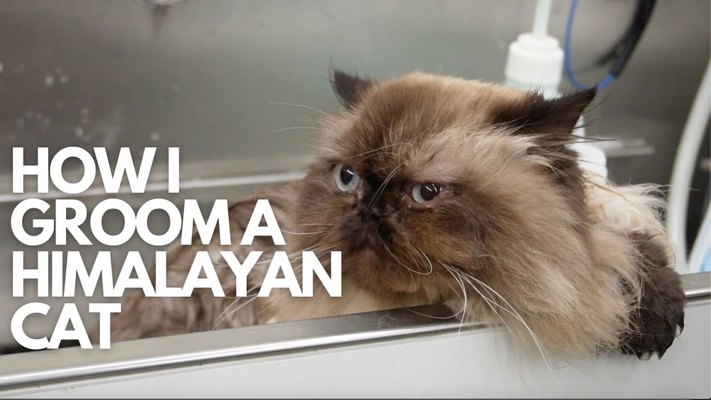 How to Groom Your Himalayan Cat: Expert Tips for Perfect Care