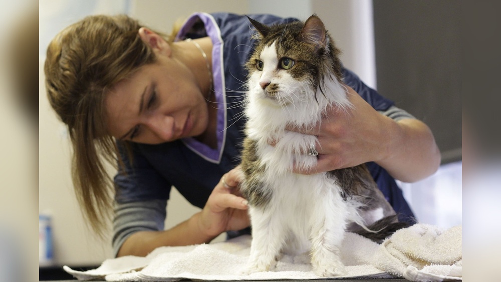 How to Groom Your Long Haired Cat at Home: Easy Expert Tips