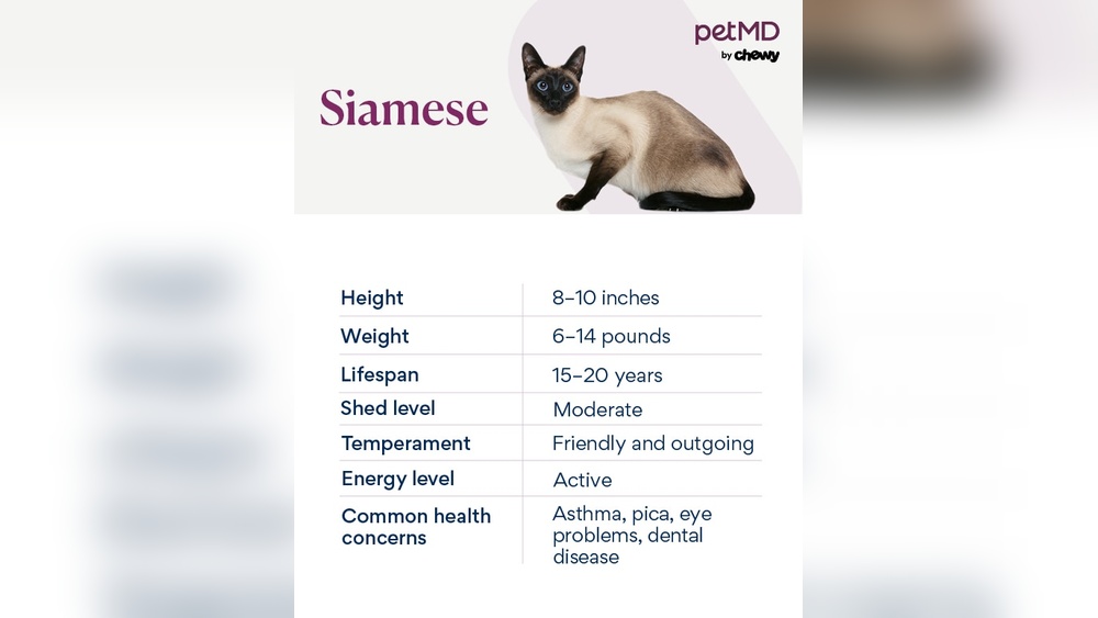 How to Groom Your Siamese Cat: Essential Tips for a Shiny Coat