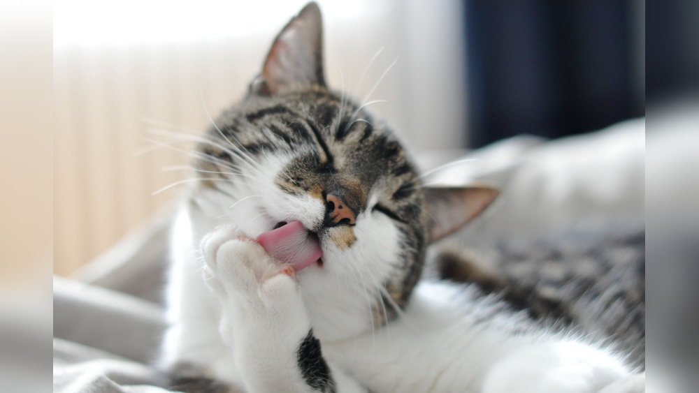 How to Help a Cat Groom Itself: Easy Tips for a Healthy Coat