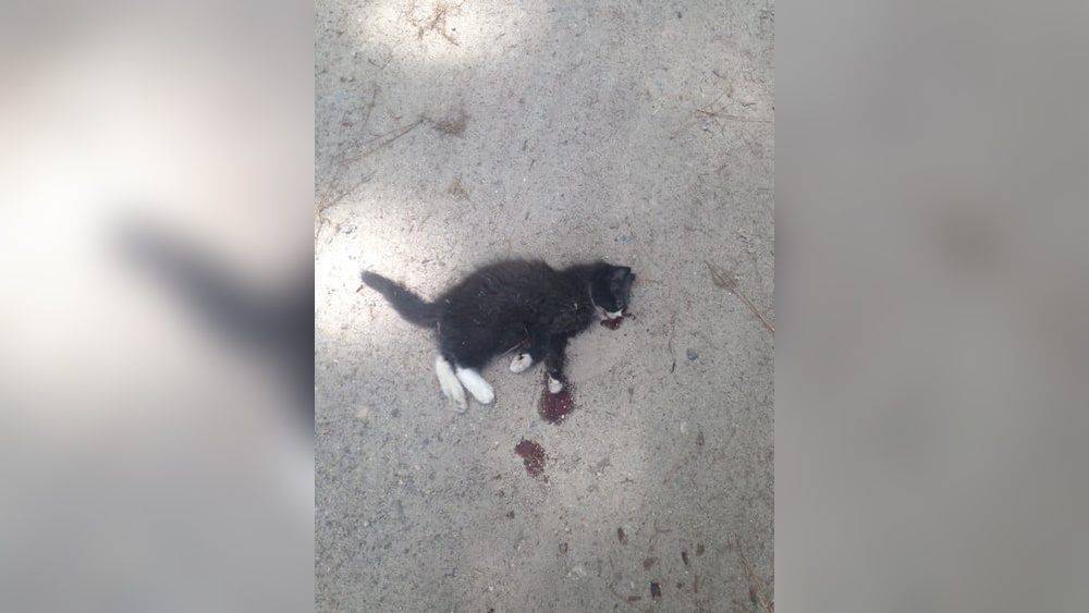 How to Help Kitten Hit by Car: Essential Steps to Save Lives