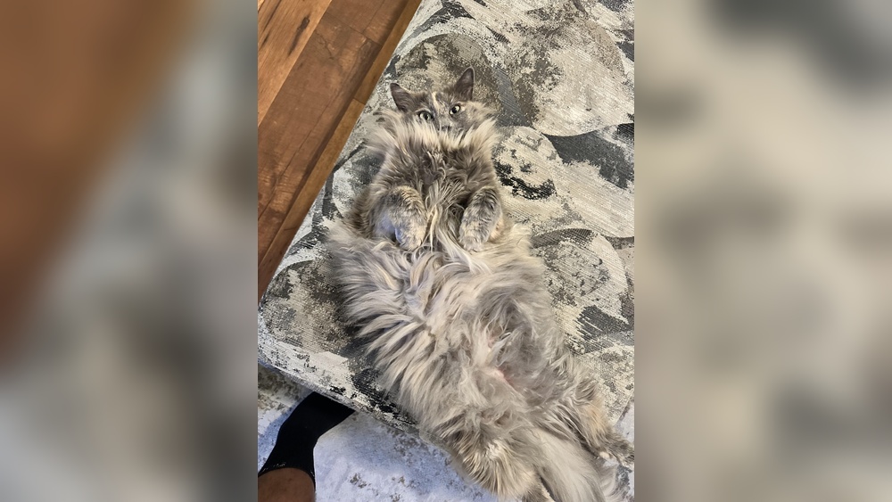 How to Help Long Hair Cat Groom Reddit: Expert Tips Revealed