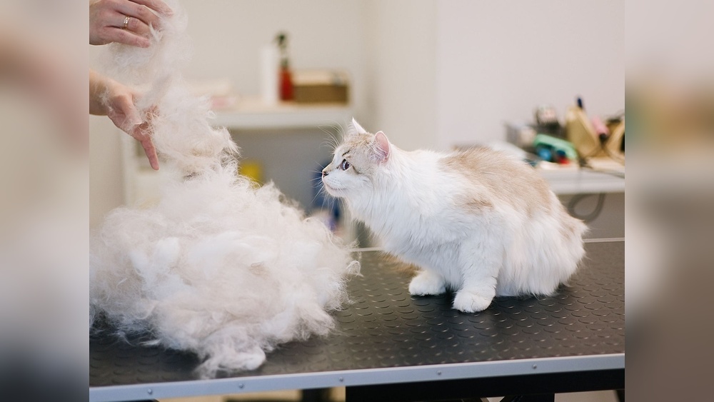 How to Help Long Hair Cat Groom: Expert Tips for Easy Care