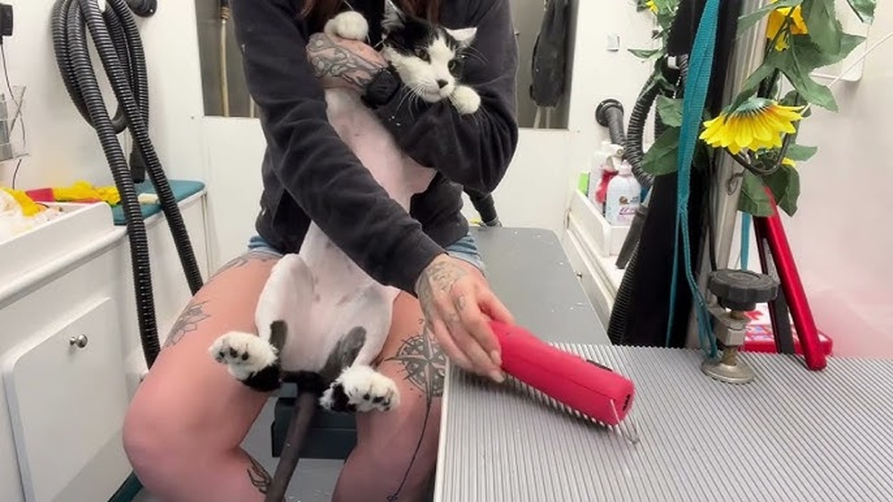 How to Hold Cat to Groom: Easy Tips for Stress-Free Care