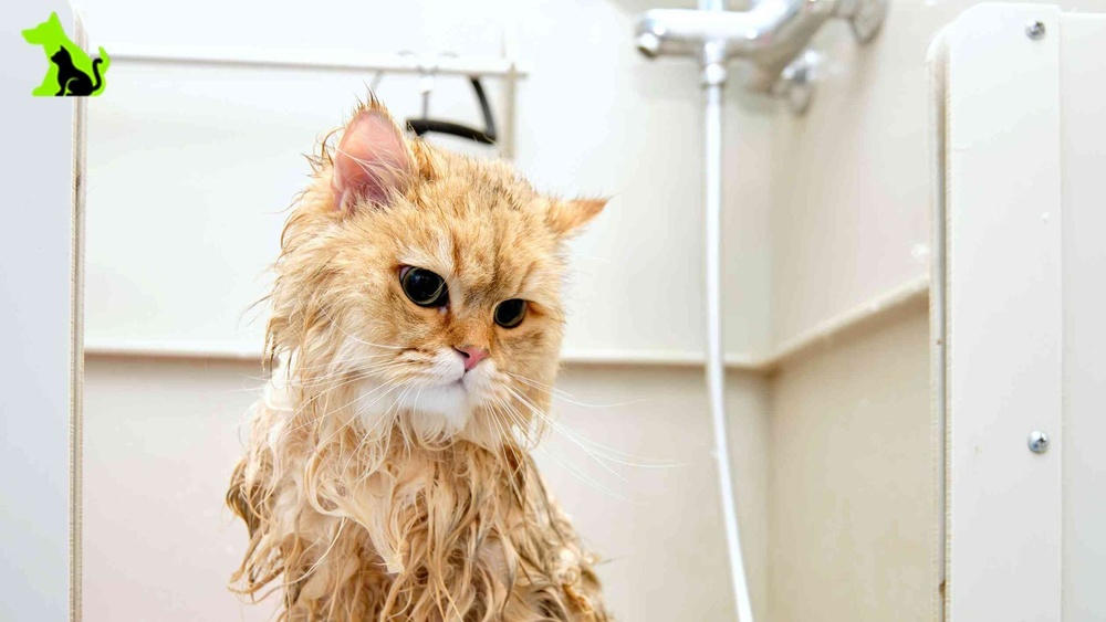 How to Keep a Cat Calm During Grooming: Expert Tips That Work