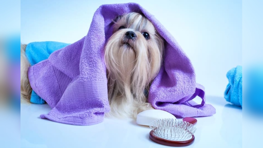 How to Keep Cat Calm While Grooming: Expert Tips That Work