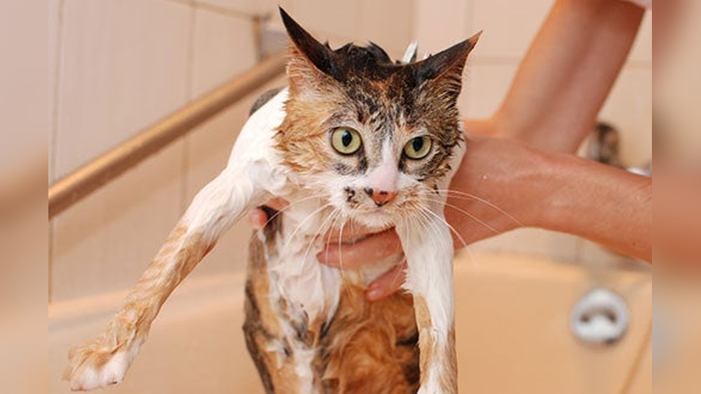 How to Keep Cat from Grooming After Bath: Expert Tips Revealed