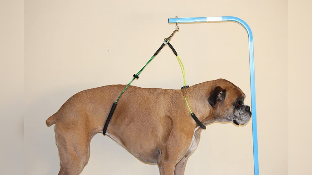 How to Keep Cat Stay Still While Grooming: Easy Calm Tips