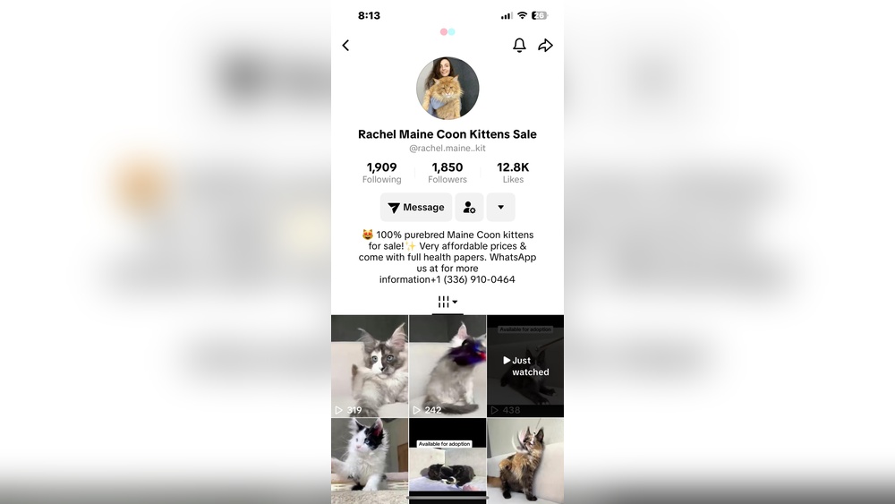 How to Know If a Cat Breeder is Legit: Essential Tips Revealed