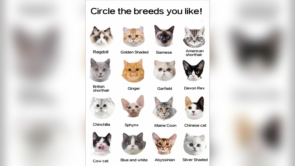 How to Learn Cat Breeds